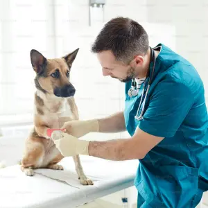 1747209435_Veterinary Medicine.webp